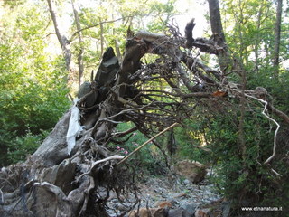 ldaia del Drago19-07-2015 09-07-46